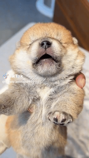 Download (32).gif