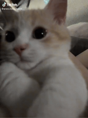 Download (21).gif