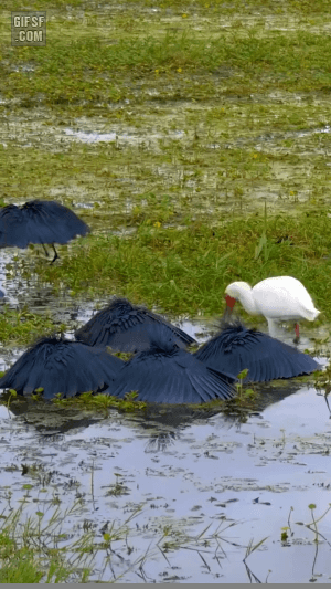 gifsf.com-0008 (1).gif