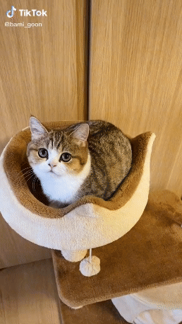 Download (9).gif