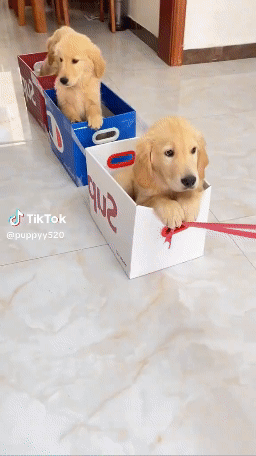 Download (37).gif