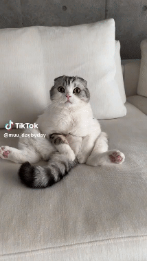 Download (20).gif