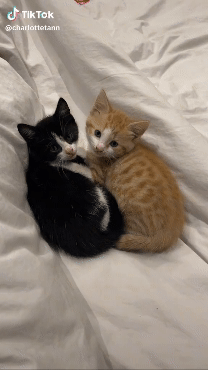 Download (46).gif