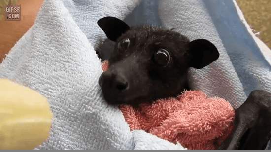 gifsf.com-0007.gif