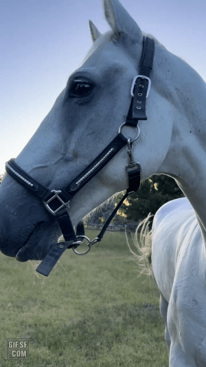 gifsf.com-000022.gif