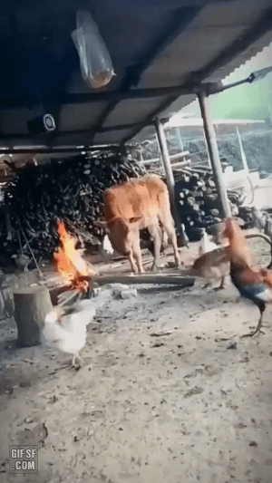gifsf.com-000007.gif