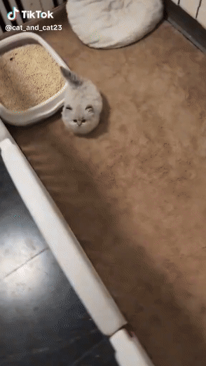 Download (2).gif