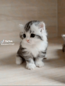 Download (5).gif