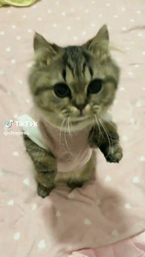 Download (40).gif