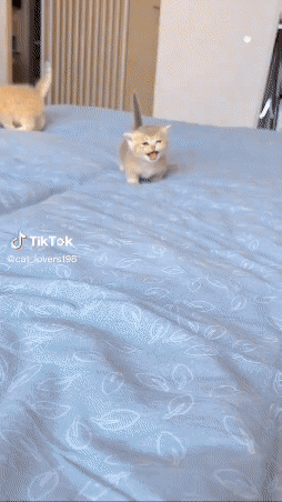 Download (45).gif