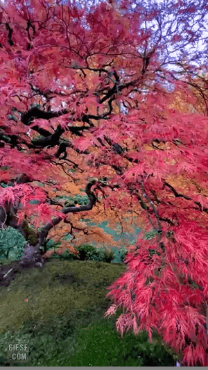 gifsf.com-0001 (4).gif