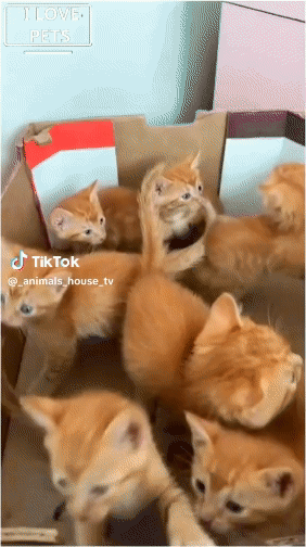 Download (20).gif