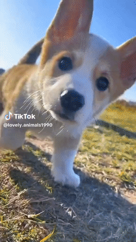 Download (29).gif