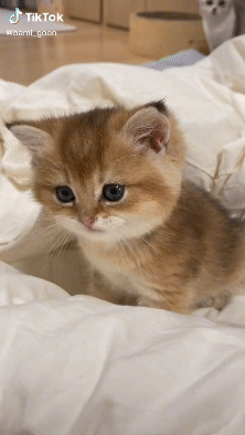 Download (18).gif
