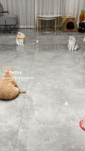 Download (26).gif