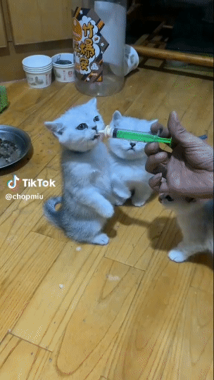 Download (39).gif