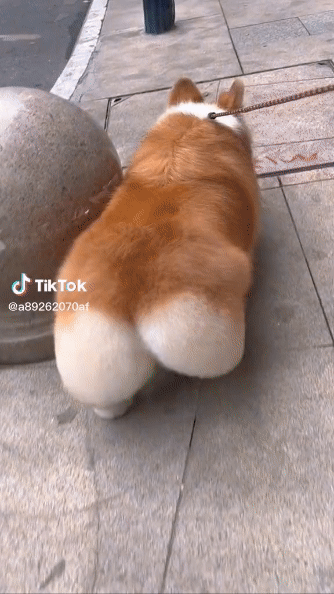 Download (33).gif