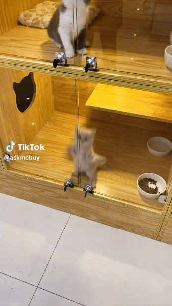 Download (41).gif