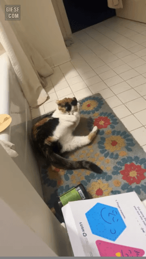 gifsf.com-0001 (4).gif